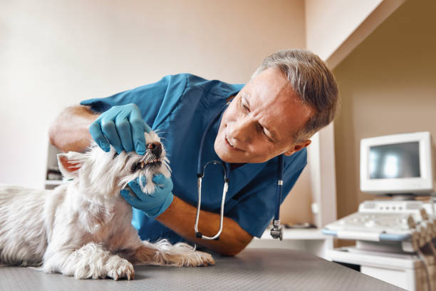 Best Emergency Gum Treatment in Carrboro, NC